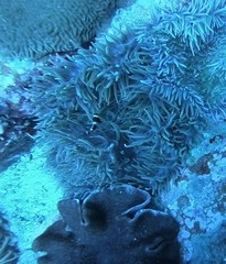 Amphiprion latezonatus