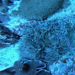 Amphiprion latezonatus