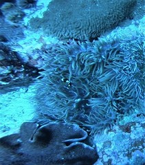 Amphiprion latezonatus