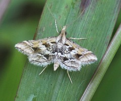 Diasemia accalis