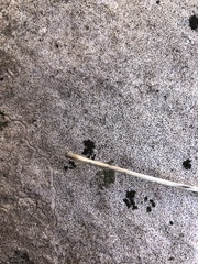 Bagliettoa calciseda