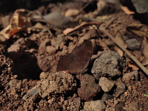 Chocolate Pansy photo 3