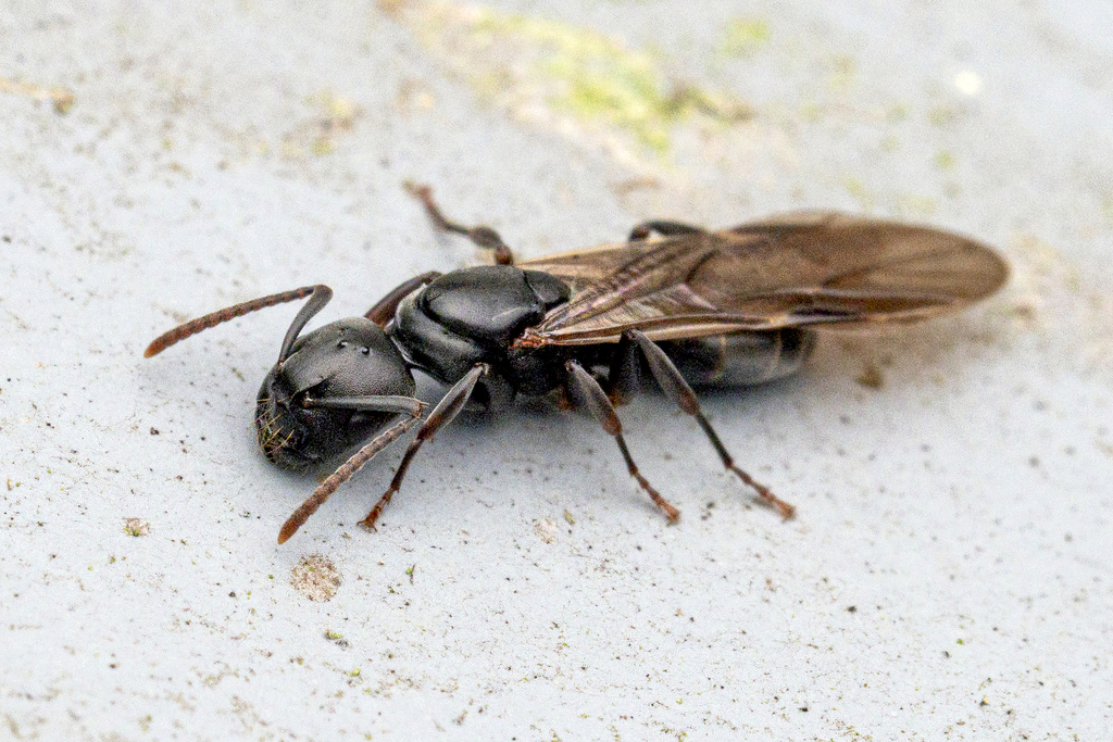 Overbeckia