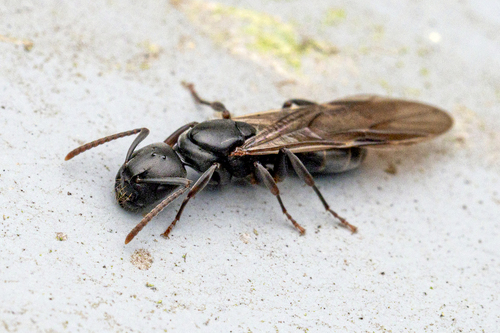 奥氏蚁属Overbeckia