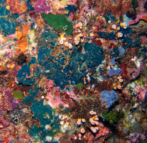 Terpios granulosus