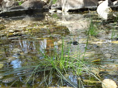 Eleocharis geniculata