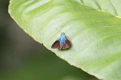 Astraptes