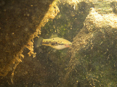 Xiphophorus variatus