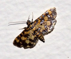 Eurrhyparodes tricoloralis