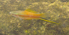 Xiphophorus hellerii
