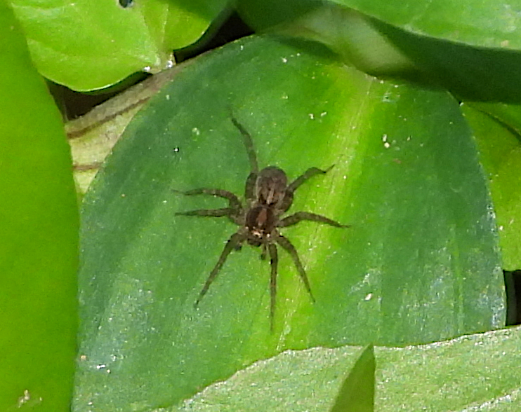Small Striped Wolf Spiders from Draper QLD 4520, Australia on October