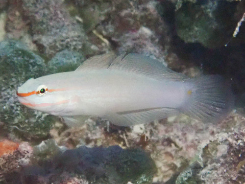 Orange-striped goby (Amblygobius decussatus) — Gobiidae — 4