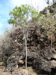 Thouinidium decandrum