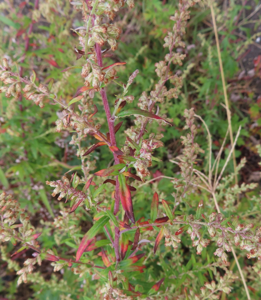 ワンピース 3005 mugwort Wednesday One Piece – Mugwort Mugwort
