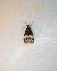 Scoparia minusculalis