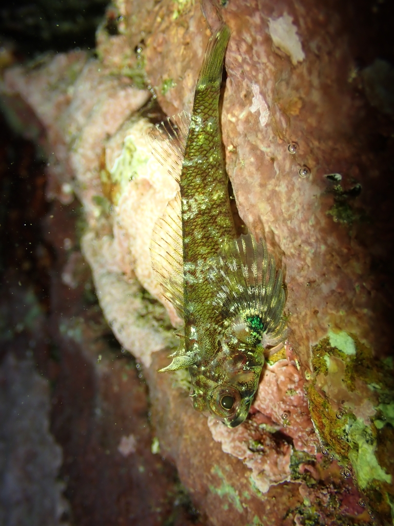 Helcogramma ellioti