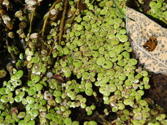 Spirodela polyrhiza