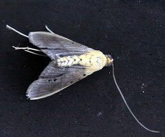 Filodes fulvidorsalis