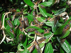 Magicicada septendecim