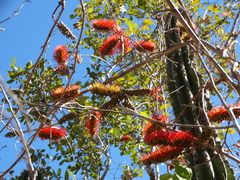 Combretum fruticosum