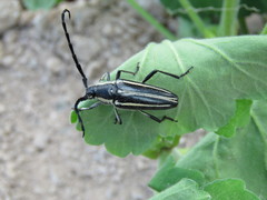 Sphaenothecus trilineatus
