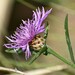 Centaurea jacea - Photo (c) jacques_hallot, some rights reserved (CC BY-NC)