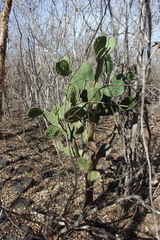Opuntia wilcoxii