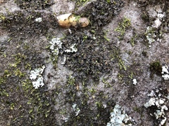 Scytinium dactylinum