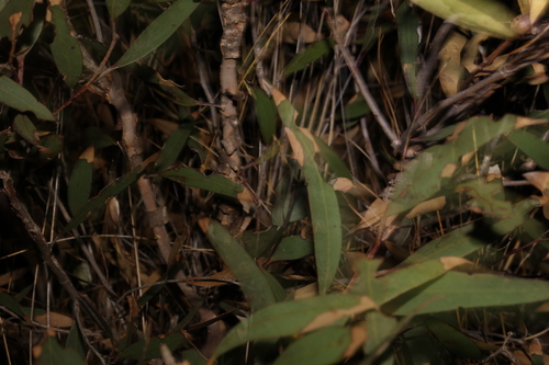 Image of Eucalyptus micranthera by (c) Greg Tasney, some rights reserved (CC BY-SA)