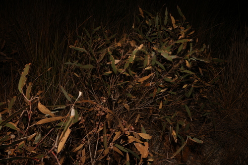 Image of Eucalyptus micranthera by (c) Greg Tasney, some rights reserved (CC BY-SA)