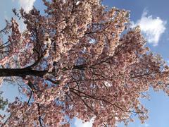 Handroanthus impetiginosus