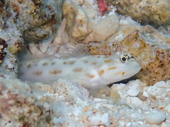 Fierce Shrimpgoby photo 5