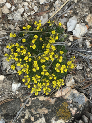Draba oxycarpa