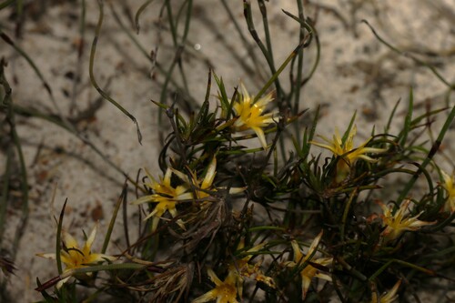 Conostylis vaginata (Conostylis vaginata)