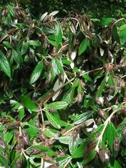 Magicicada septendecim