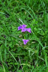 Tradescantia humilis