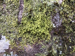 Metzgeria crassipilis