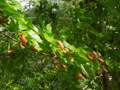 Magicicada septendecim