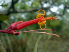 Psittacanthus biternatus