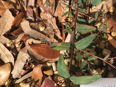 Euphorbia hyssopifolia