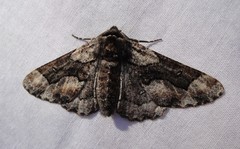Phaeoura mexicanaria
