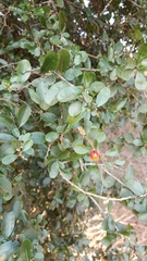 Condalia velutina
