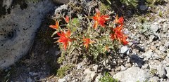 Castilleja pruinosa
