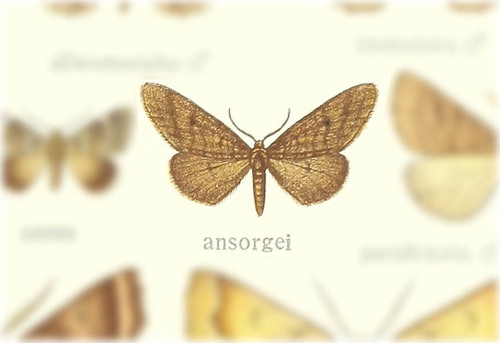 Exeliopsis ansorgei