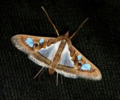 Glyphodes bivitralis