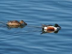 Spatula clypeata