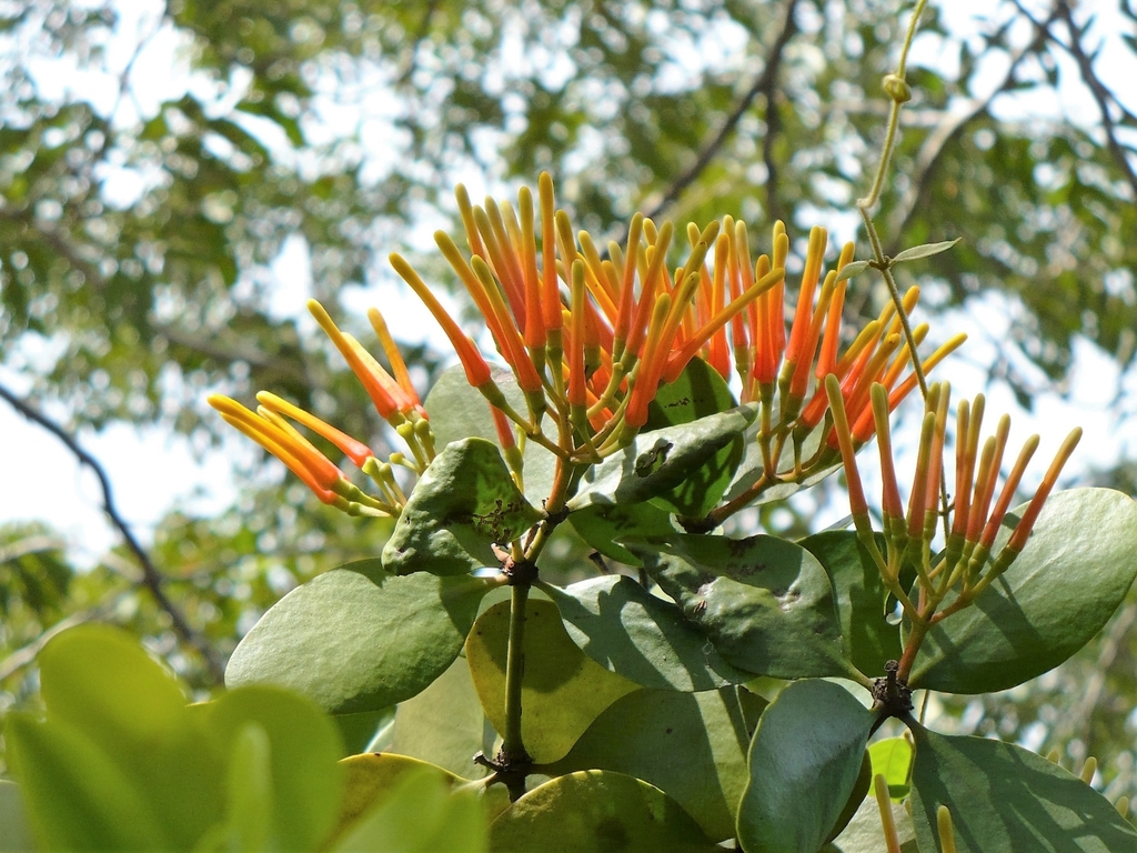 Psittacanthus nodosissimus