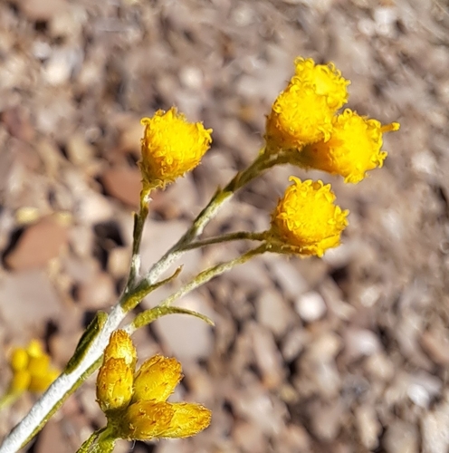 Perennial Sunray (Chrysocephalum pterochaetum)