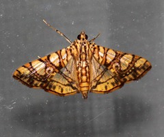 Glyphodes caesalis