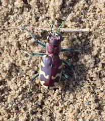 Cicindela formosa